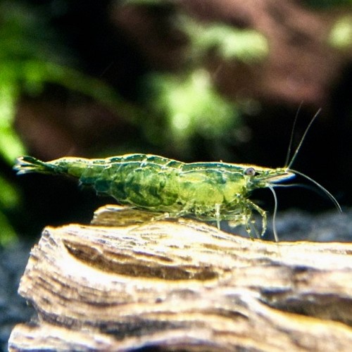 Neocaridina denticulate Green jade